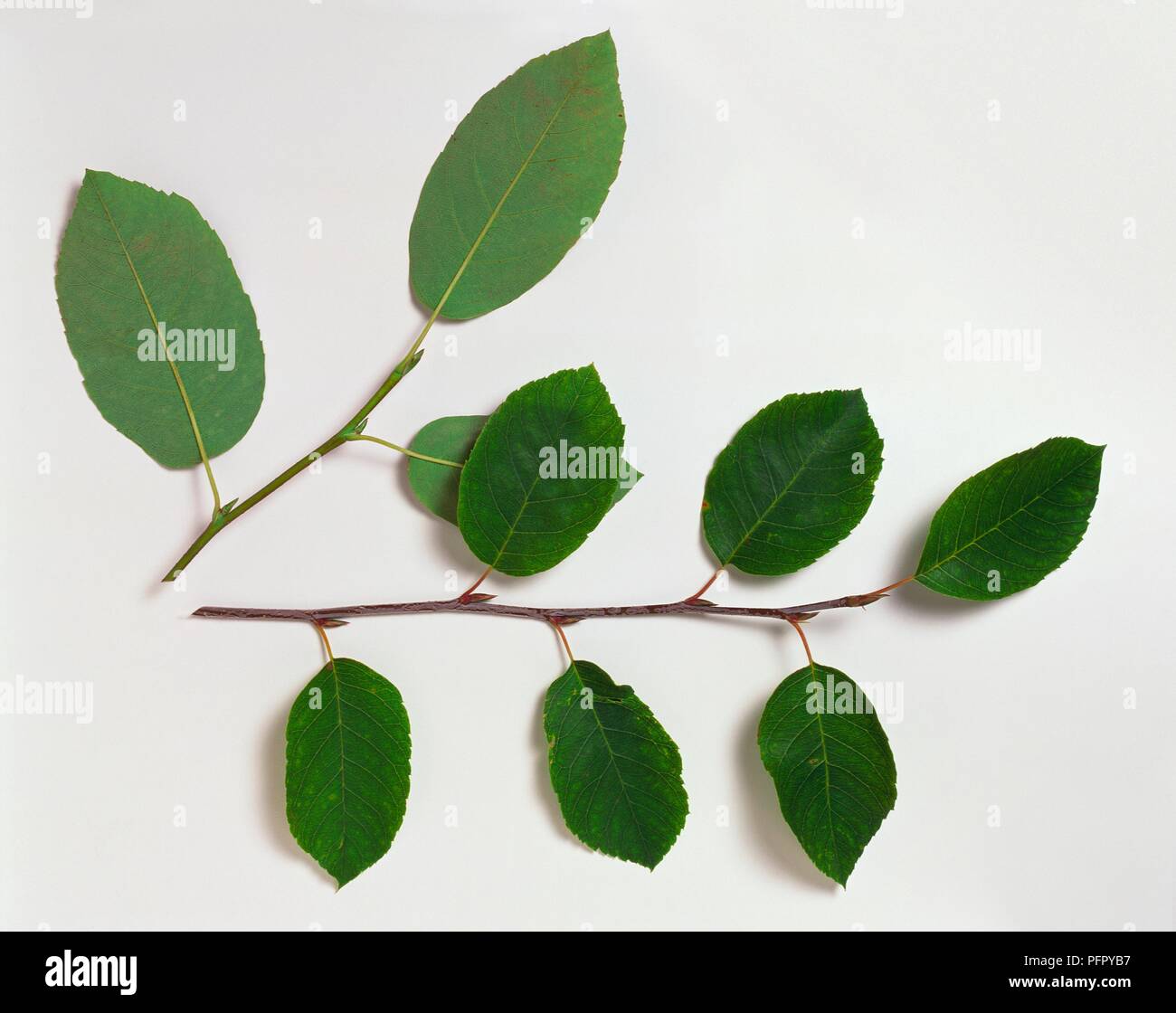 Amelanchier arborea (Downy serviceberry), branch or stem tip bearing alternative leaves, also showing small buds in leaf axils Stock Photo