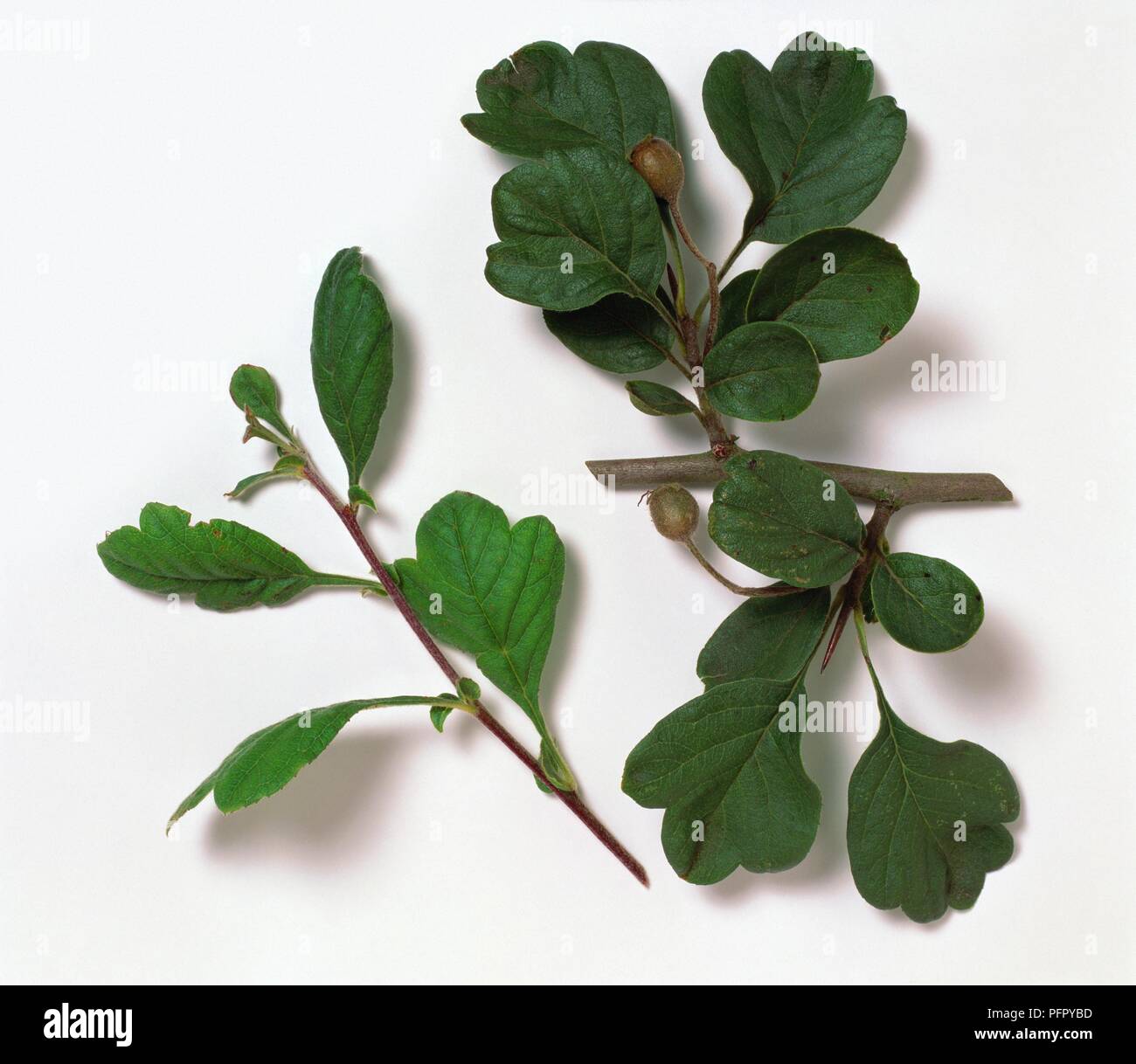 x Crataegomespilus Dardarii 'Jules D'Asnieres' stem with leaves and green fruit Stock Photo
