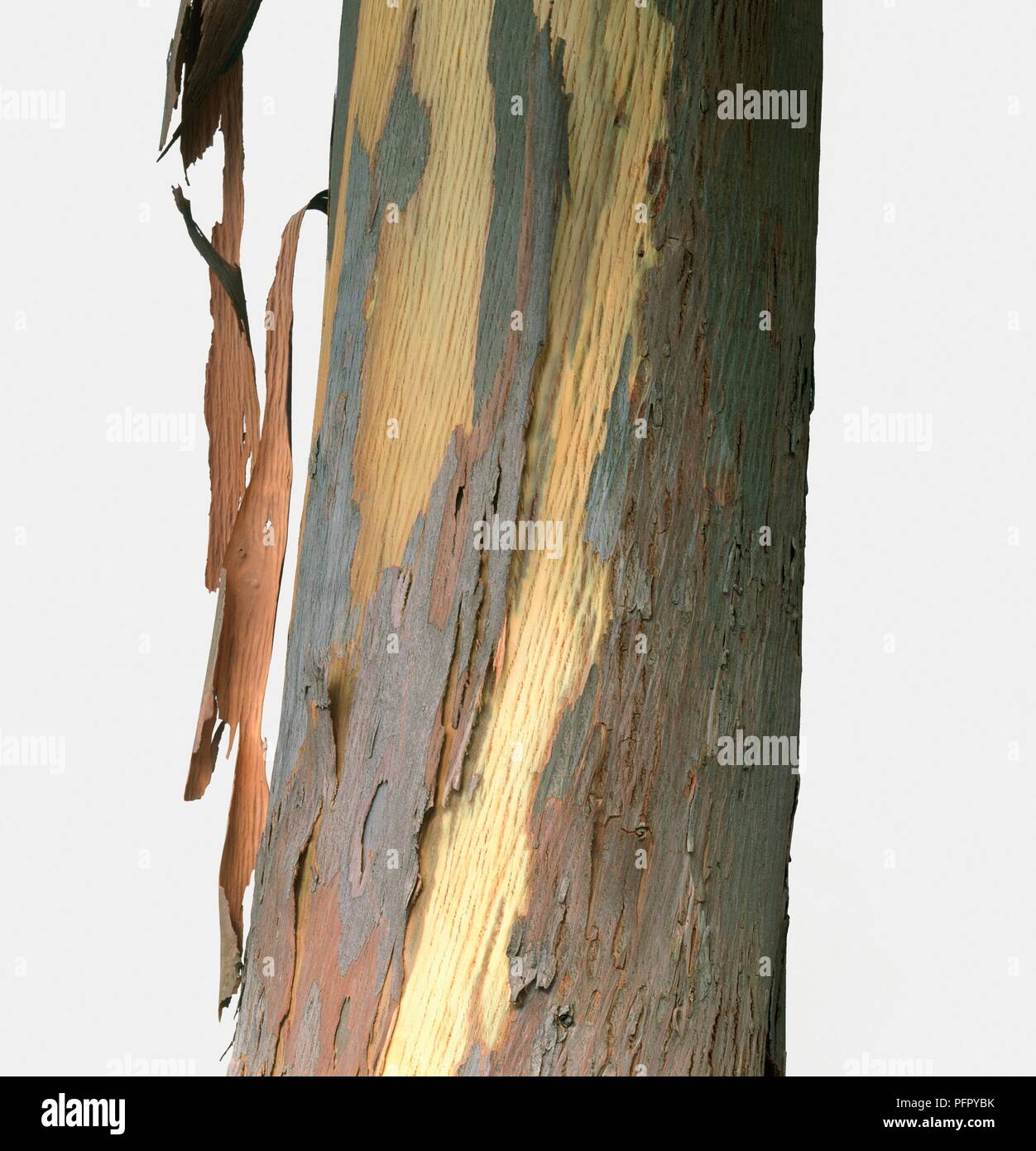 Peeling bark of Eucalyptus gunnii (Cider gum), close-up Stock Photo