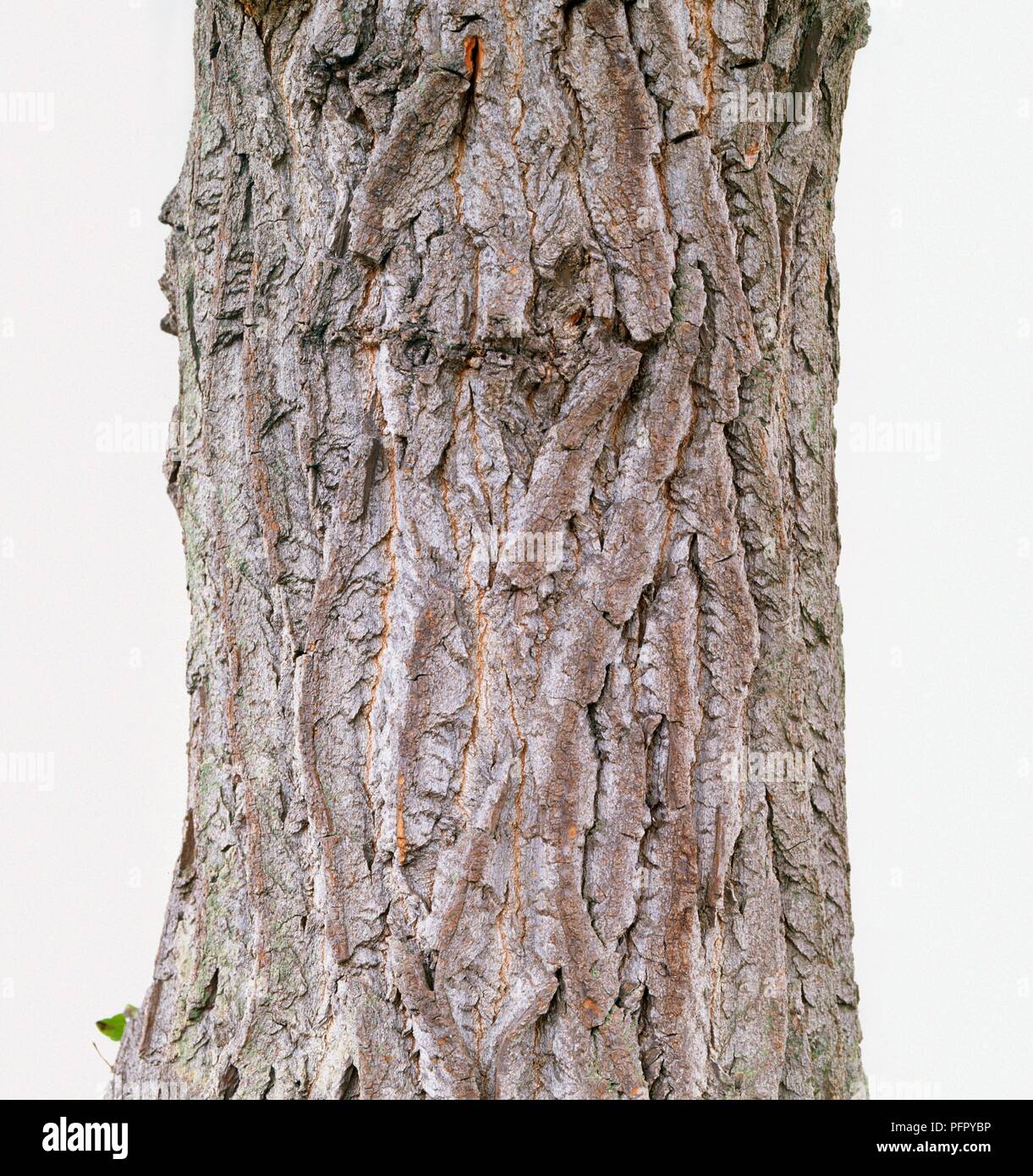 Bark of Populus x canadensis 'Marilandica', close-up Stock Photo