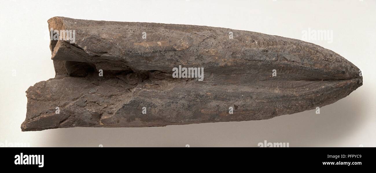 Acroteuthis lateralis (Belemnite) shell fossilised in clay early ...