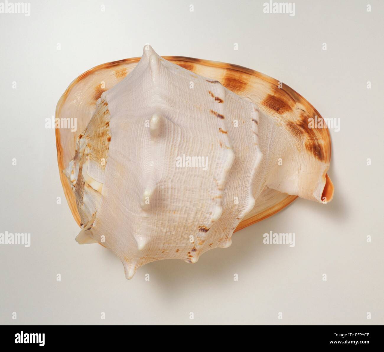 Horned helmet (Cassis cornuta) shell Stock Photo
