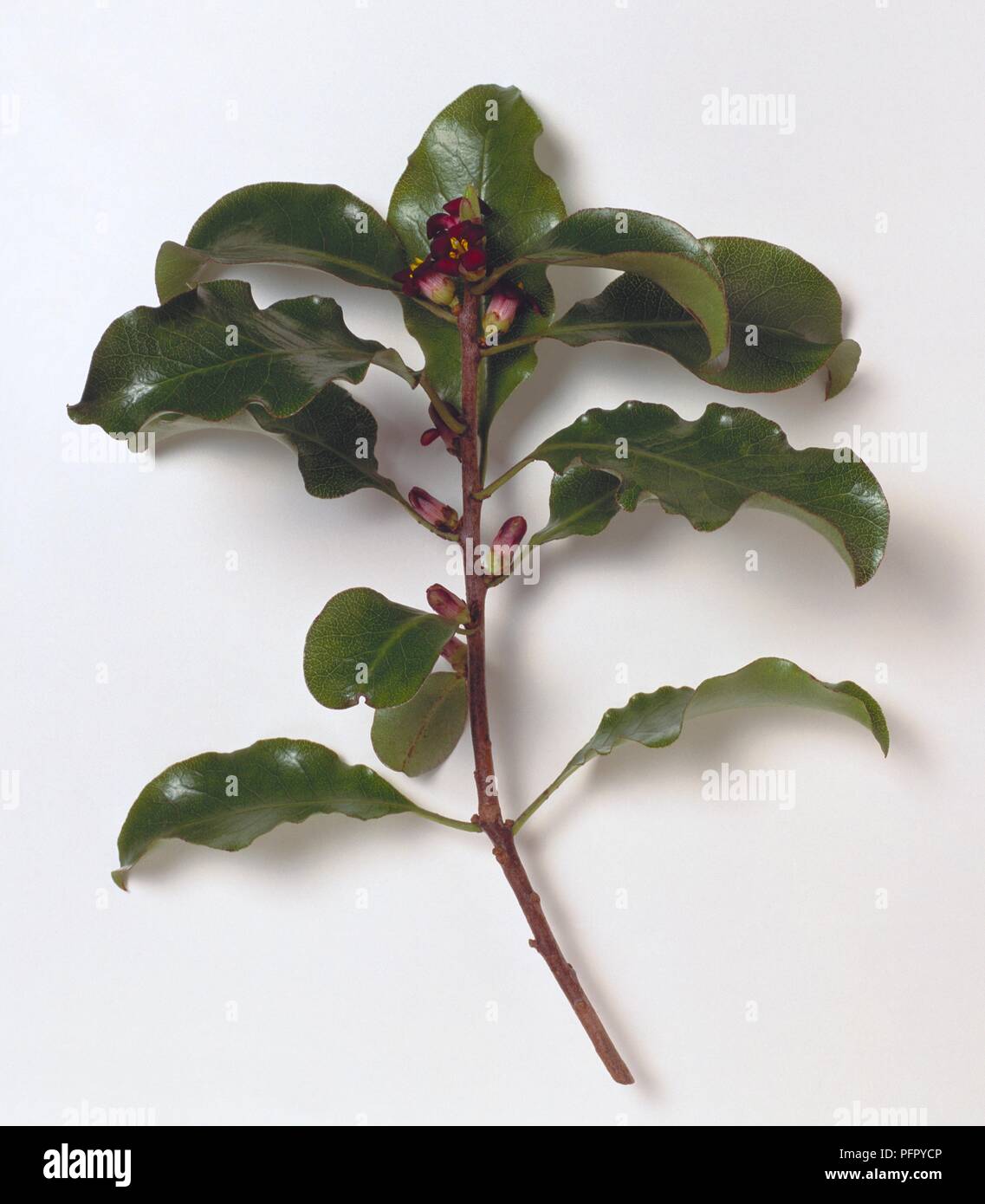 Pittosporum tenuifolium (Kohuhu), small branch with leaves and flowers Stock Photo