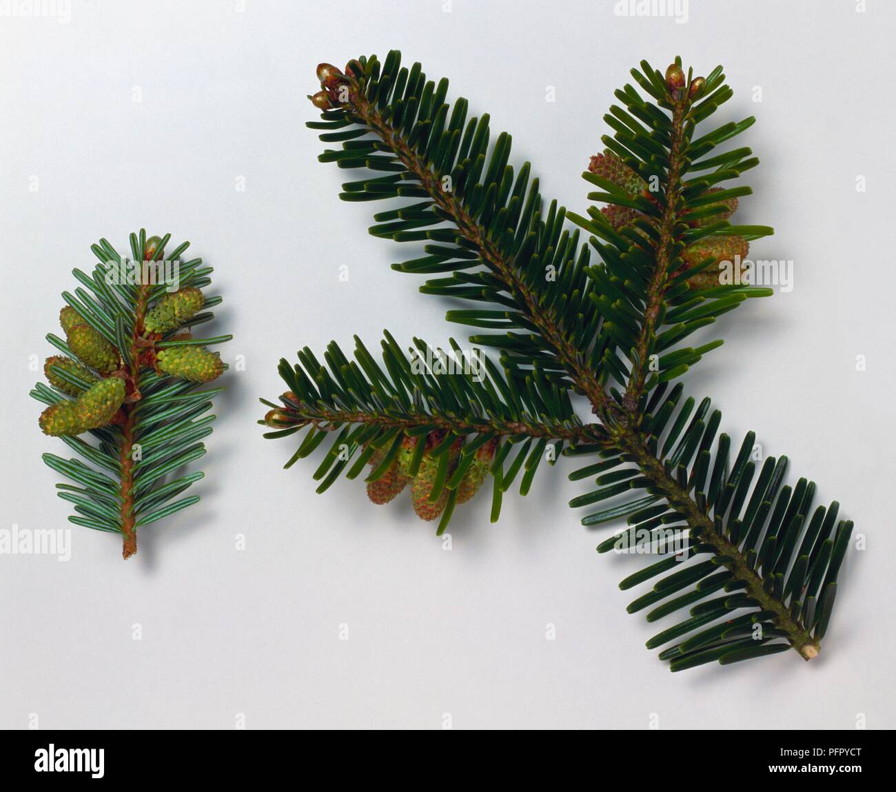 Abies alba (European silver fir), stems with green leaves and male flowers Stock Photo