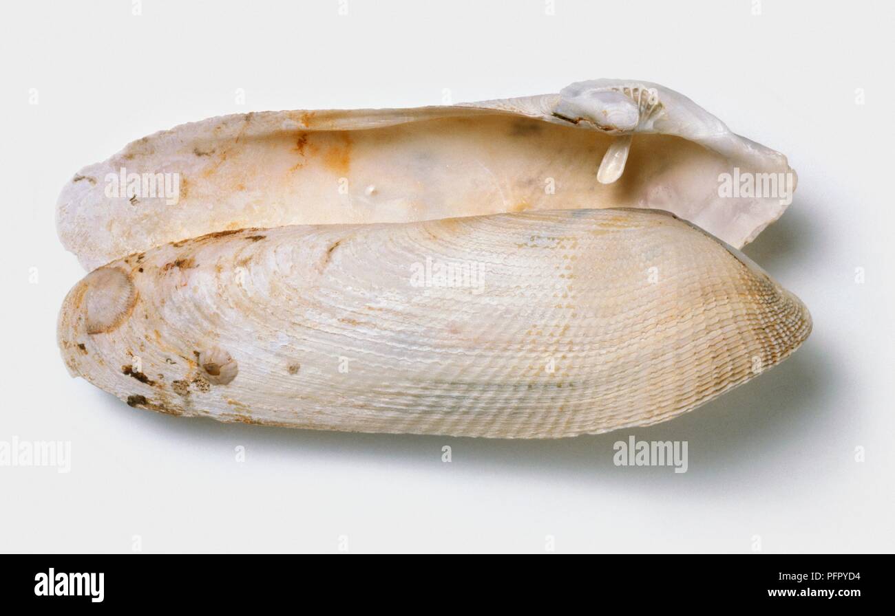 European piddock (Pholas dactylus) shell Stock Photo