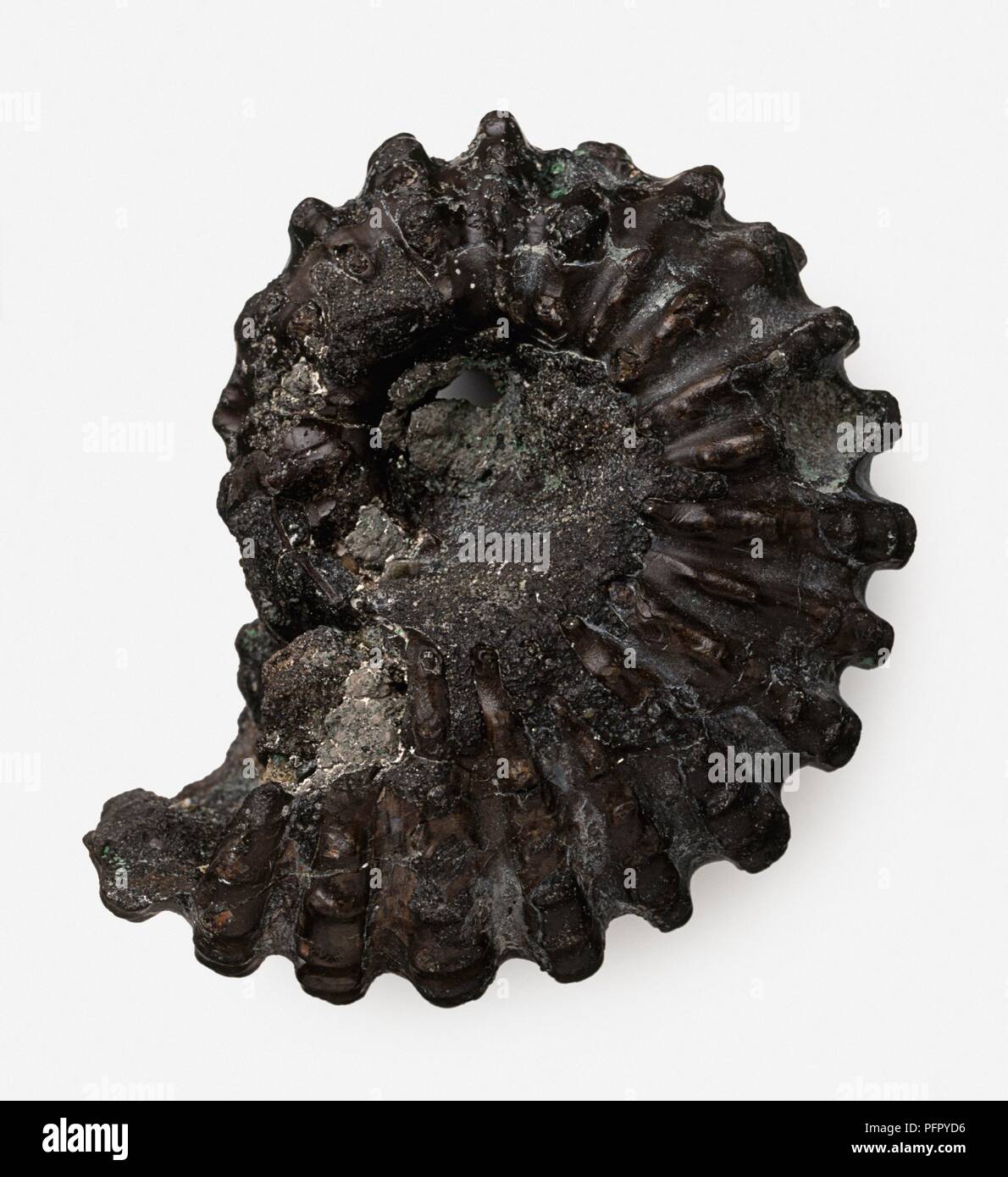 Fossilised Douvilleiceras mammilatum (Ammonite) shell, early Cretaceous era Stock Photo