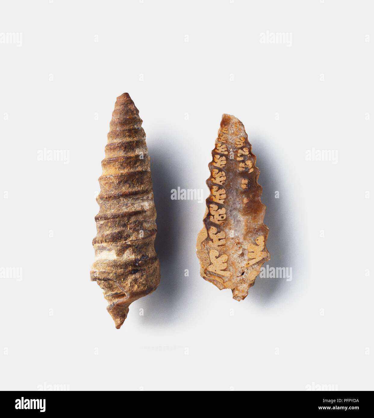 Nerinea (Auger shell), whole shell and cross-section view, Cretaceous era Stock Photo