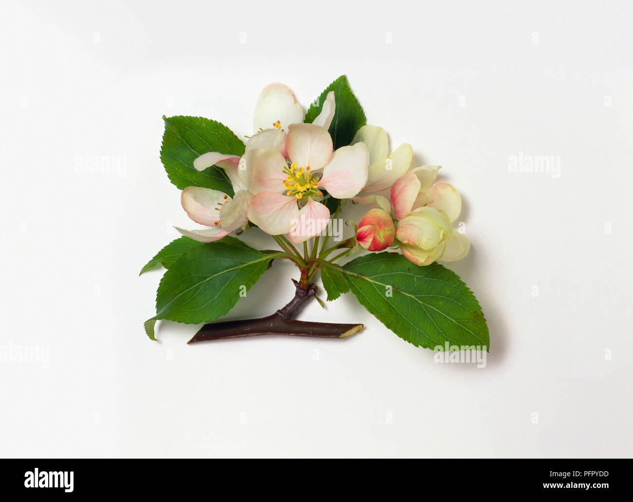 Malus 'Red Jade' (Crab apple tree) stem with leaves and flowers Stock Photo