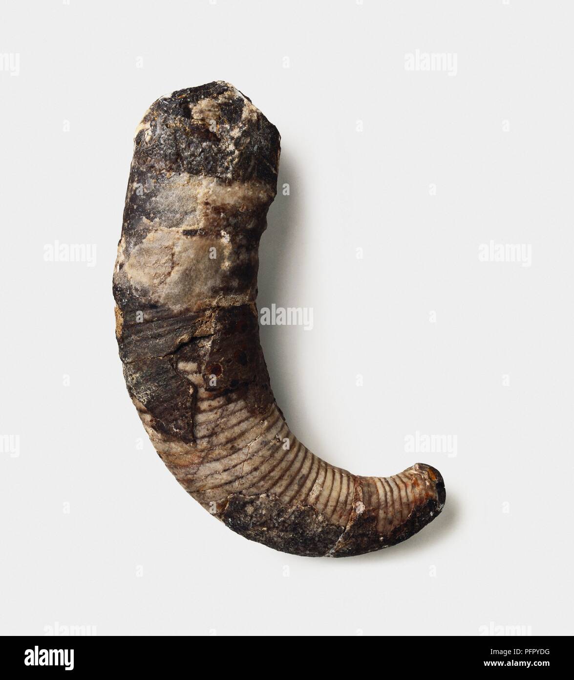 Cyrtoceras (Nautiloid) shell, Ordovician era Stock Photo