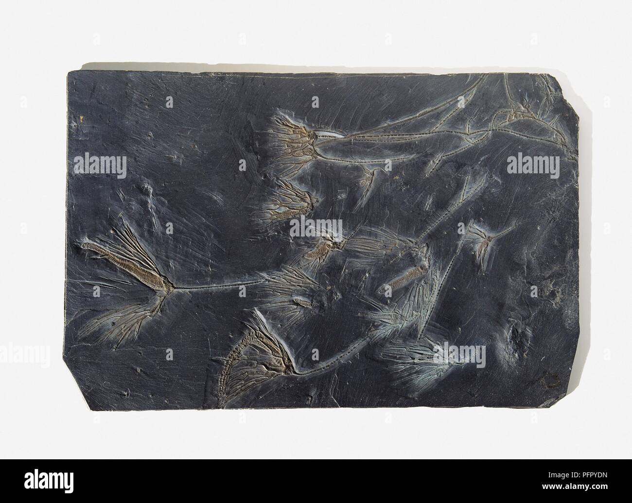 Parisangulocrinus (Sea lily), several specimens fossilised in black stone, Devonian era Stock Photo