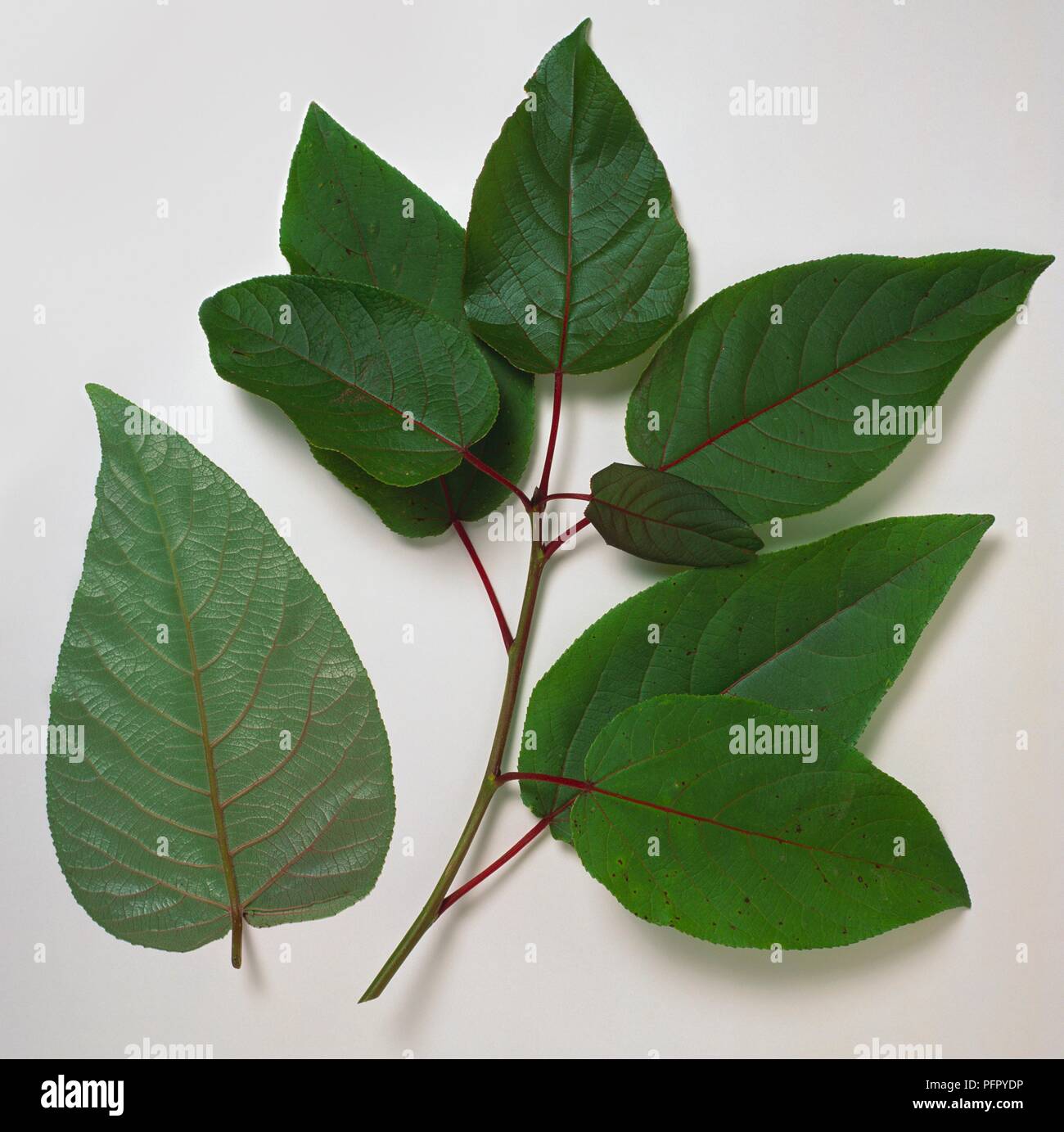 Sprig of leaves from Populus szechuanica, and a single leaf (underside) from Populus szechuanica var thibetica (Sichuan poplar) Stock Photo