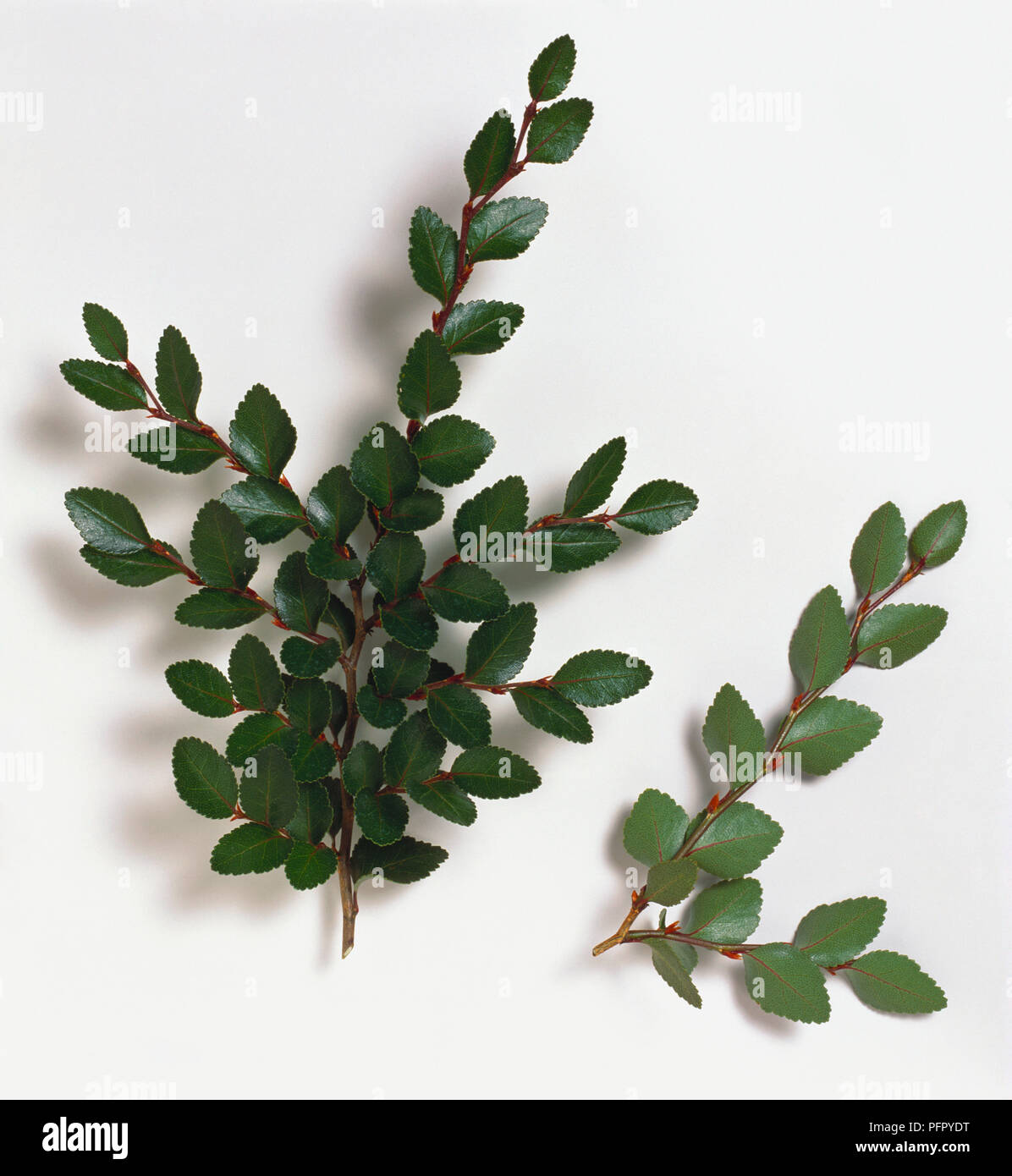 Nothofagus betuloides (Magellan's Beech) dark and pale green leaves on branching stems Stock Photo