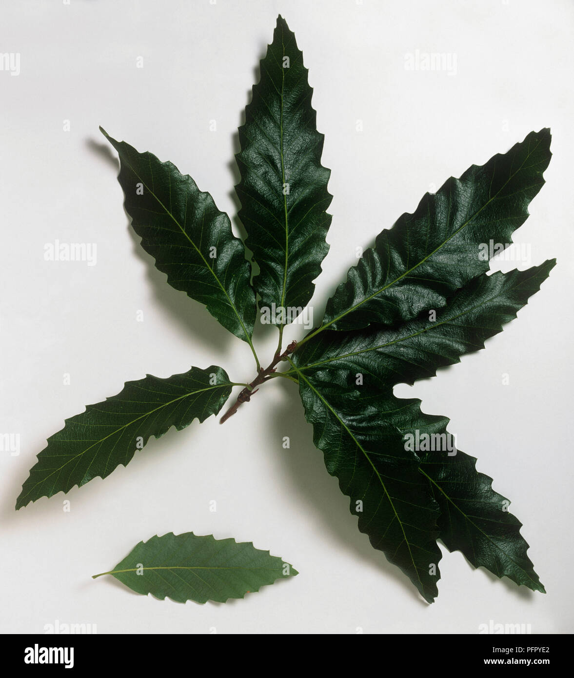 Quercus castaneifolia (Chestnut-leaved oak) slender dark green leaves with triangular lobes on stem cutting, and paler green single leaf Stock Photo