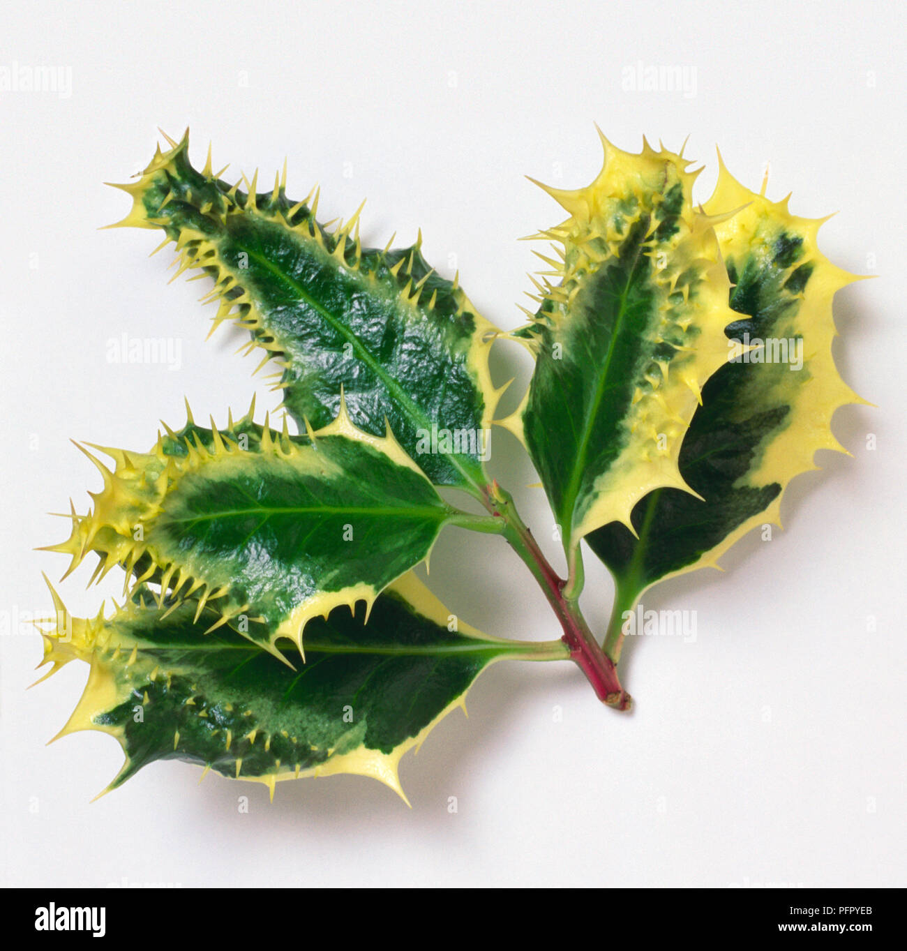 Ilex aquifolium 'Ferox Argentea' (Hedgehog holly), stem with spiny, variegated leaves Stock Photo