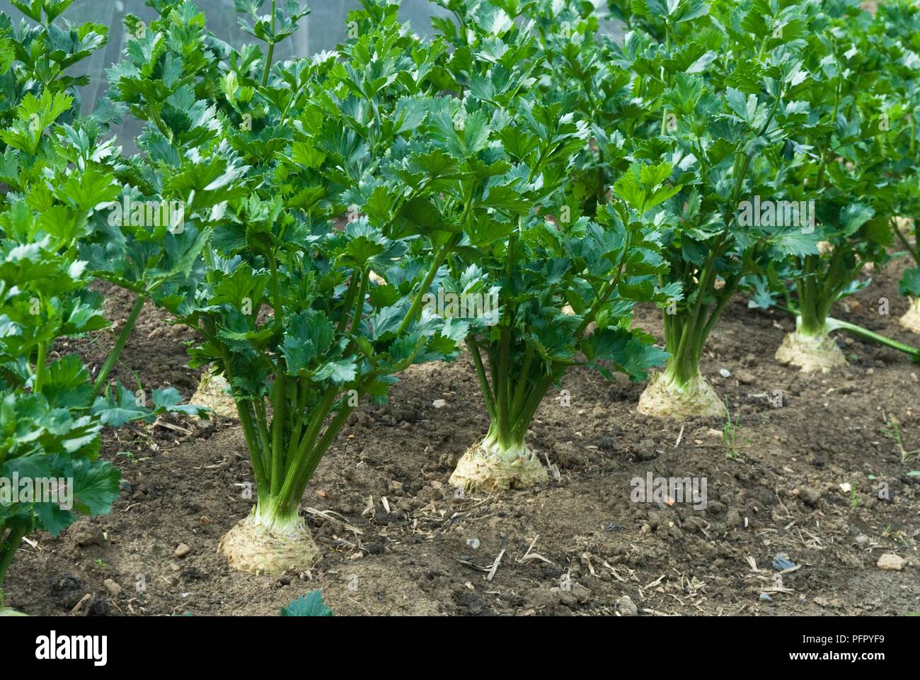 Rows of celeriac growing in soil Stock Photo
