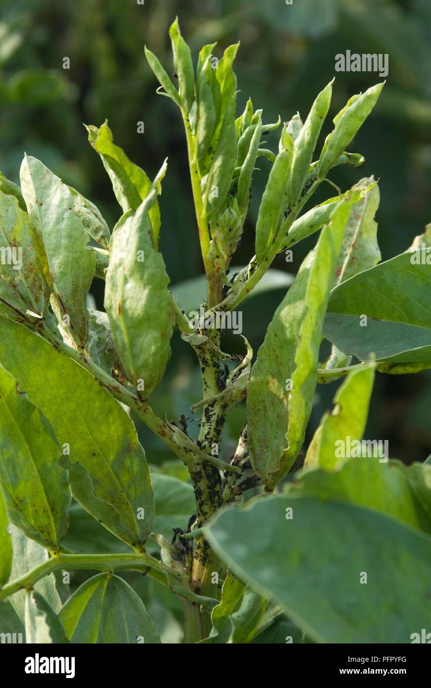 Blackfly on broad bean plant Stock Photo Alamy