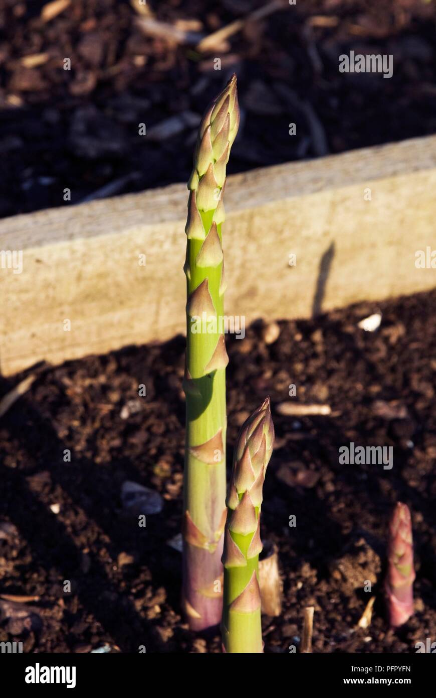Asparagus growing in soil Stock Photo Alamy
