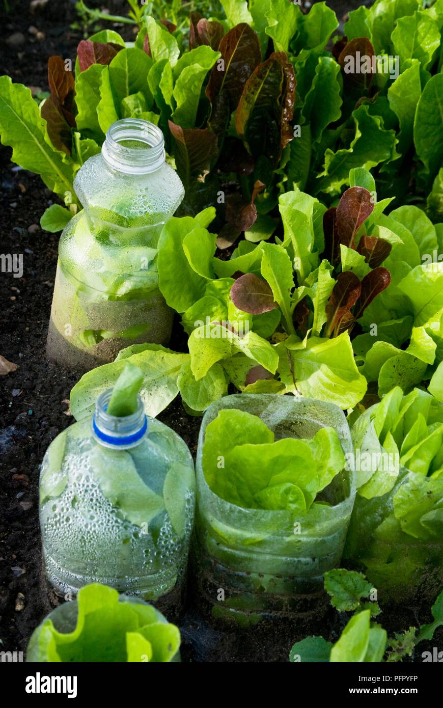 Lettuce planted in plastic bottles Stock Photo Alamy