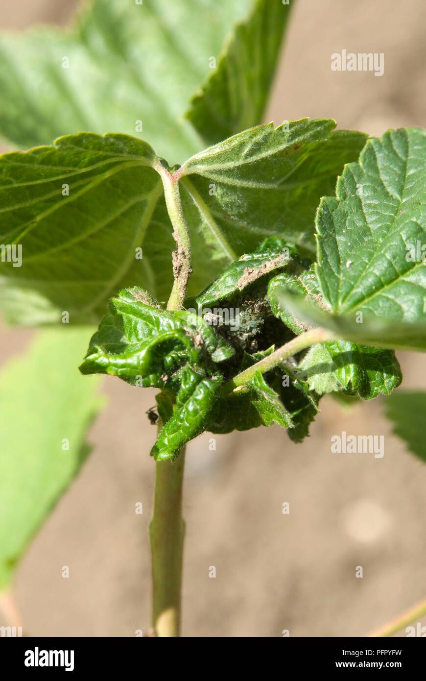 Currant blackfly, close-up on damaged leaves Stock Photo