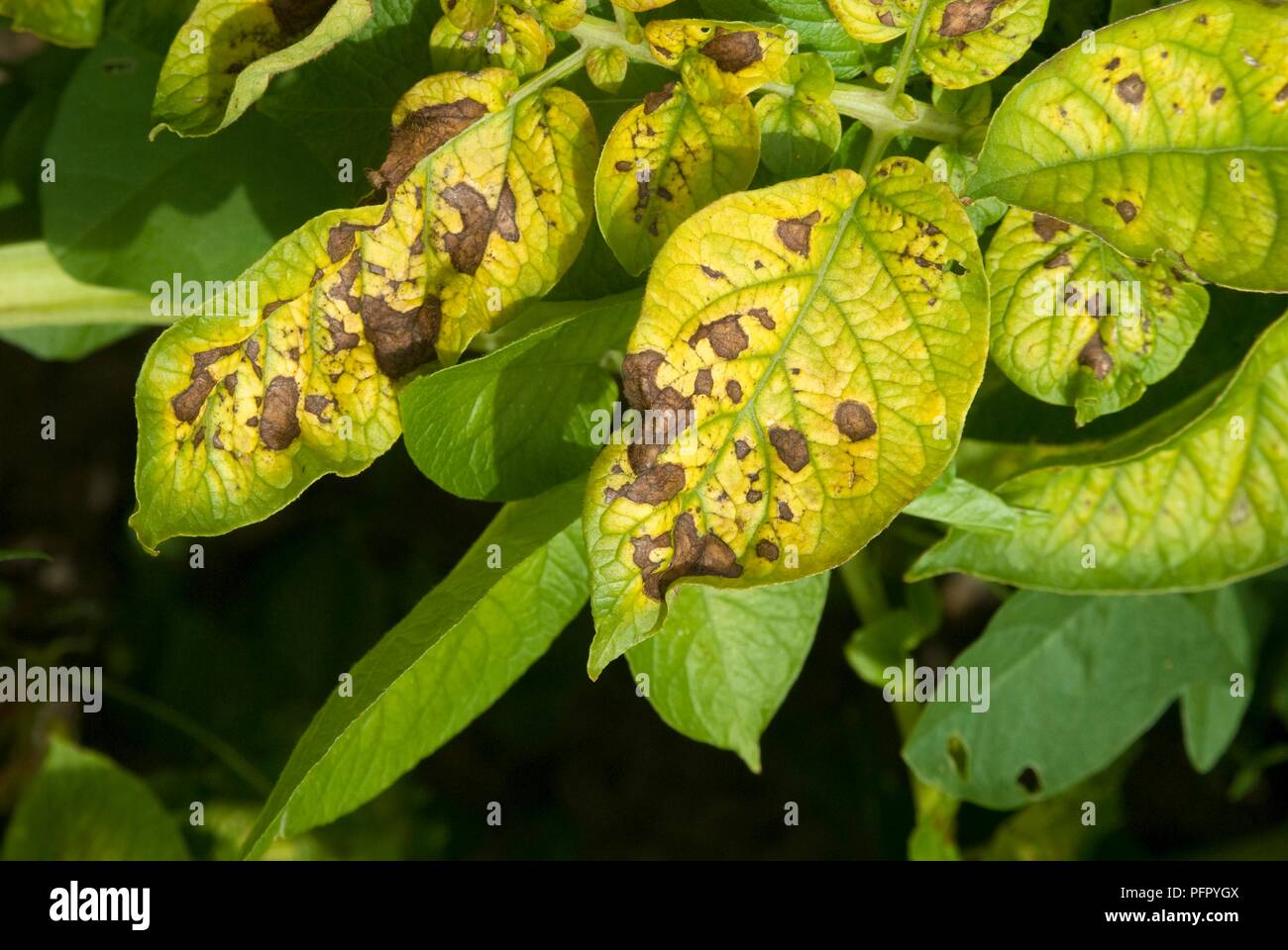 Magnesium deficiency hires stock photography and images Alamy