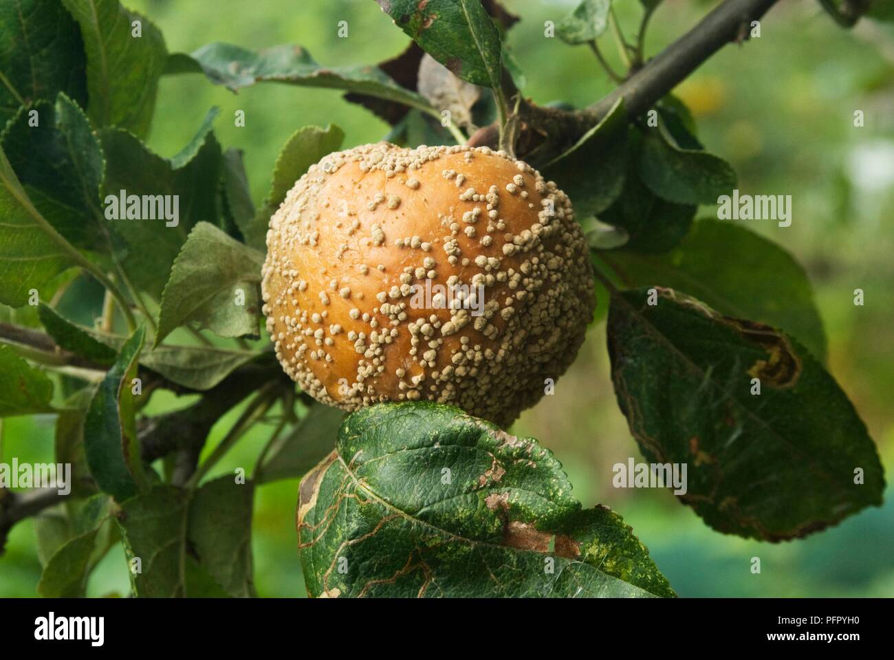 Apple infected with brown rot, close-up Stock Photo