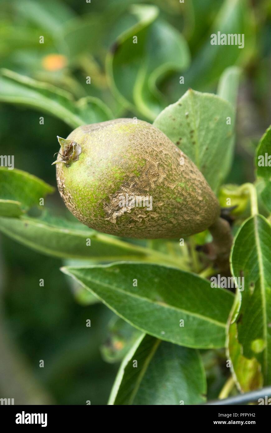 Pear affected by pear scab, close-up Stock Photo