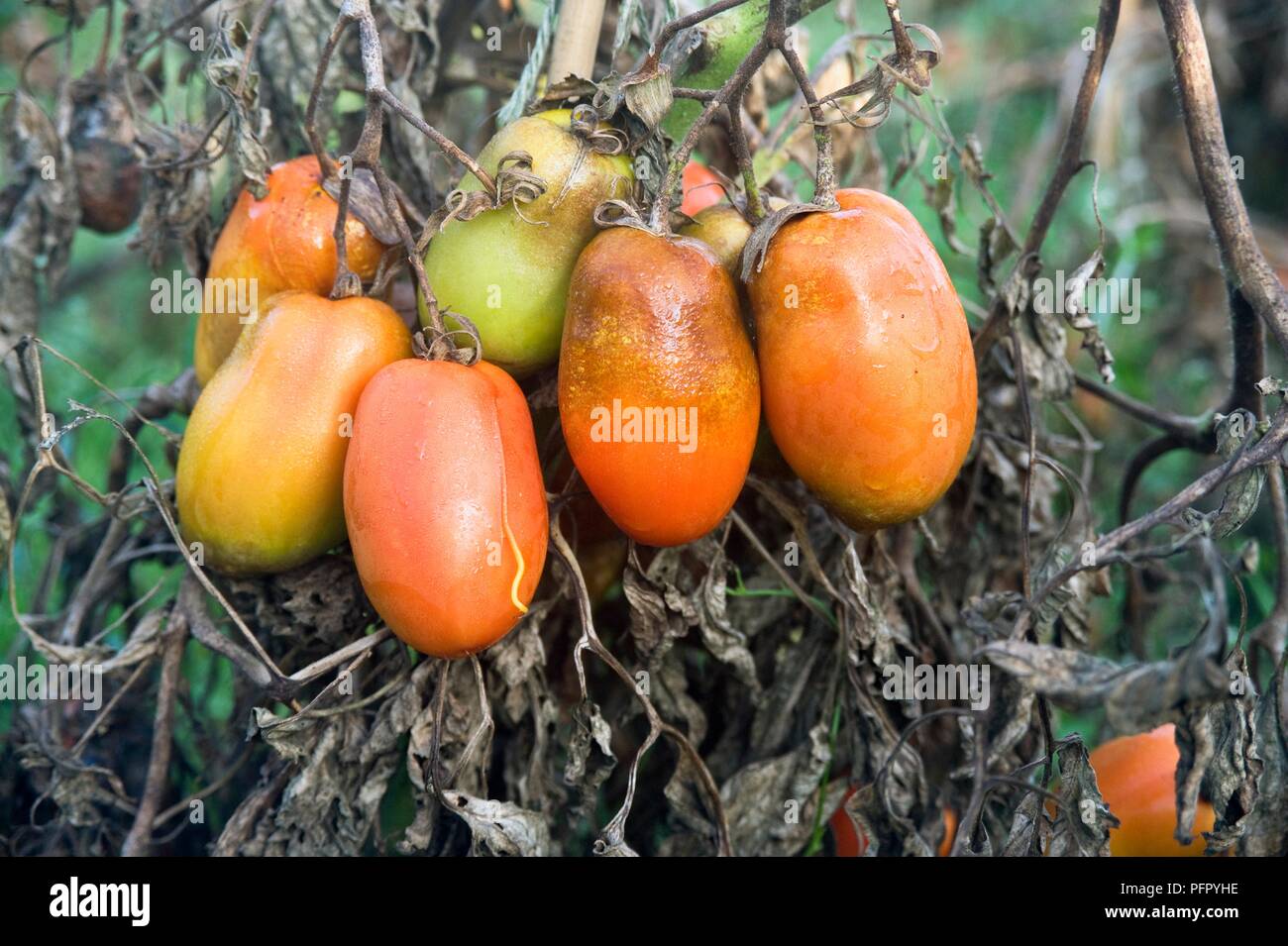 Tomatoes infected with tomato blight, close-up Stock Photo