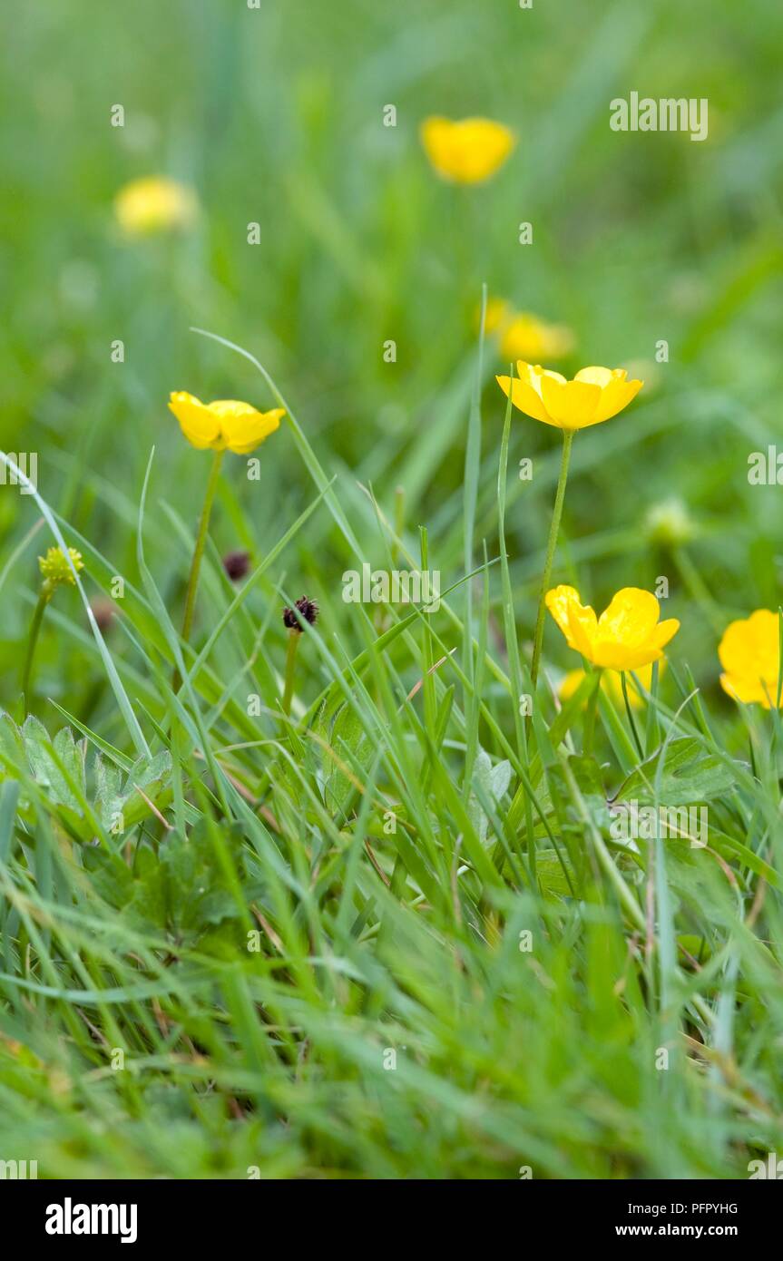 Yellow flowers of Ranunculus repens (Creeping buttercup) growing in grass Stock Photo