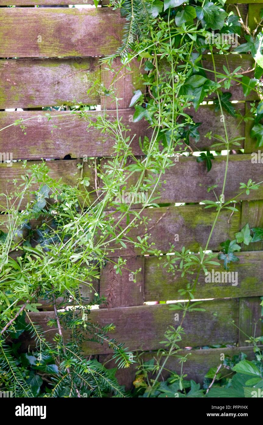 Galium aparine (Stickyweed, Goosegrass) growing against old garden fence Stock Photo