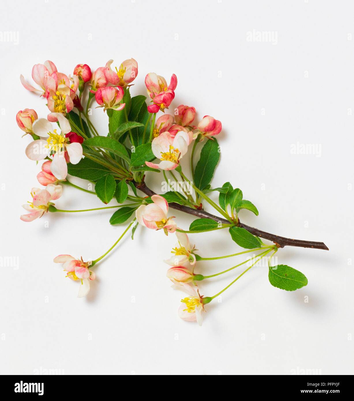 Malus sieboldii, branch with leaves and pink flowers Stock Photo