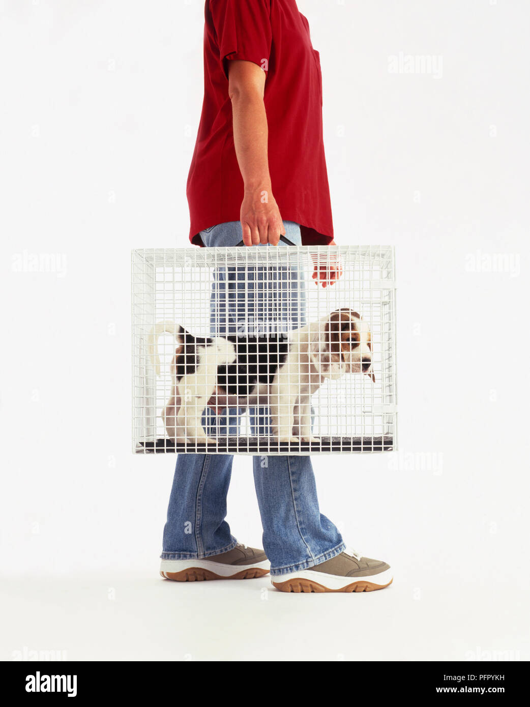 Man carrying beagle puppy in cage Stock Photo Alamy