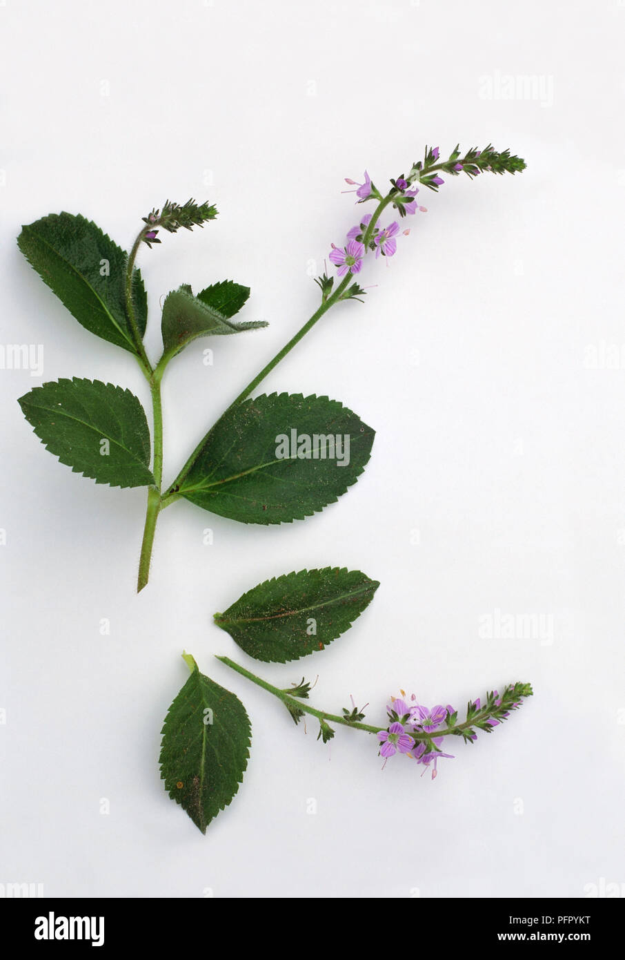 Veronica officinalis (Heath speedwell), stem with leaves and purple flowers in slender racemes Stock Photo