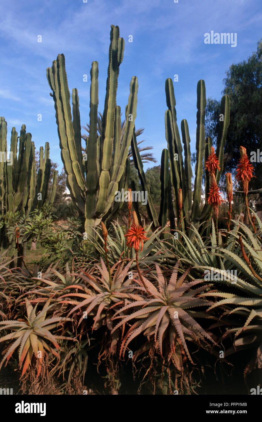Morocco, Agadir, Musee Municipal du Patrimoine Amazighe, cacti in the museum's gardens Stock Photo
