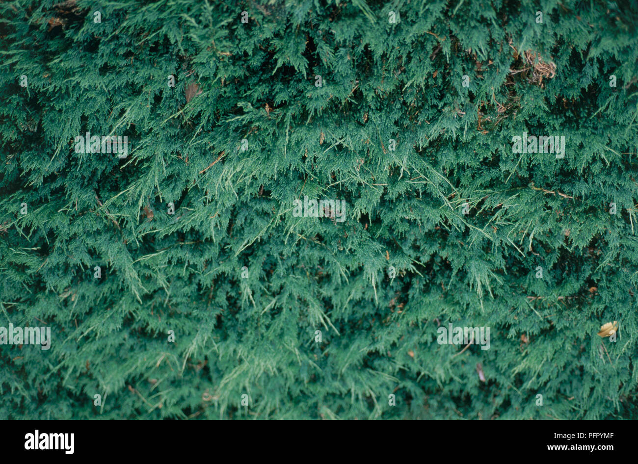 Juniperus horizontalis 'Douglasii' (Creeping juniper), close-up on leaves Stock Photo