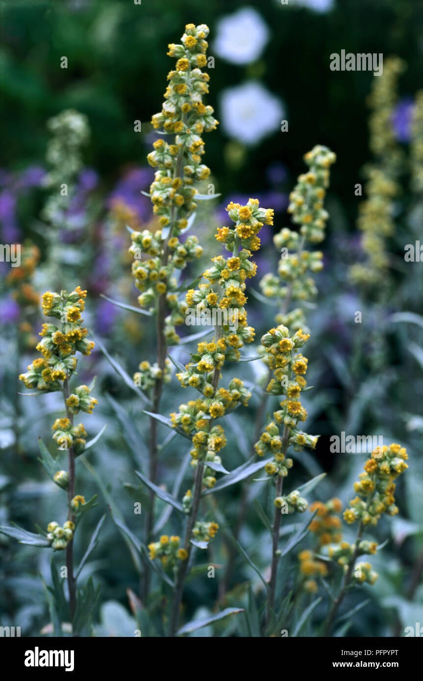 Artemisia ludoviciana (Mugwort), stems of yellow flowers, close-up Stock Photo