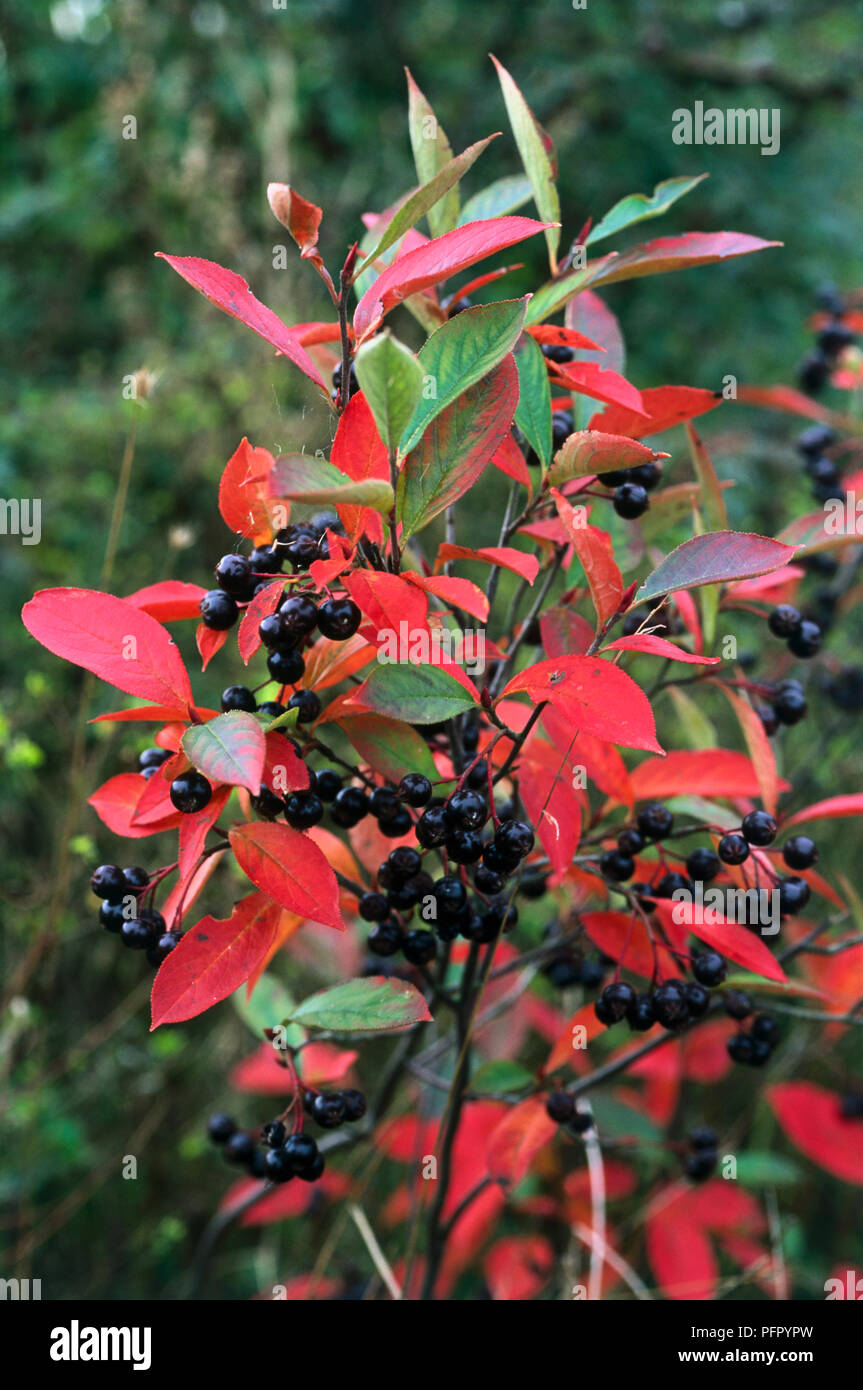 Aronia x prunifolia 'Brilliant' (Purple chokeberry), red autumn leaves, and berries, close-up Stock Photo