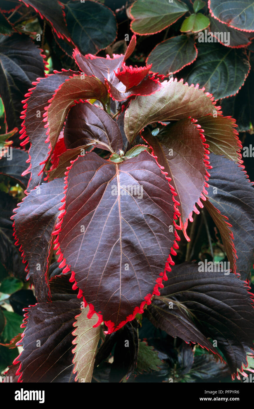 Acalypha 'Can-Can', (Copper Leaf Plant) developed deep red leaves with bluntly serrated leaf margins, close-up Stock Photo