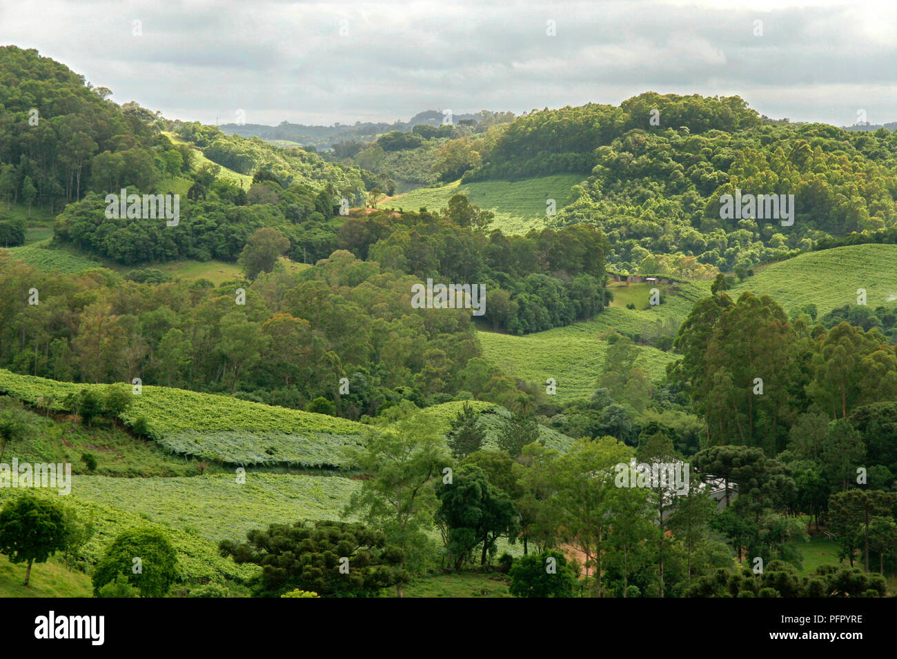 Brazil, Rio Grande do Sul, lush undulating countryside near Bento ...