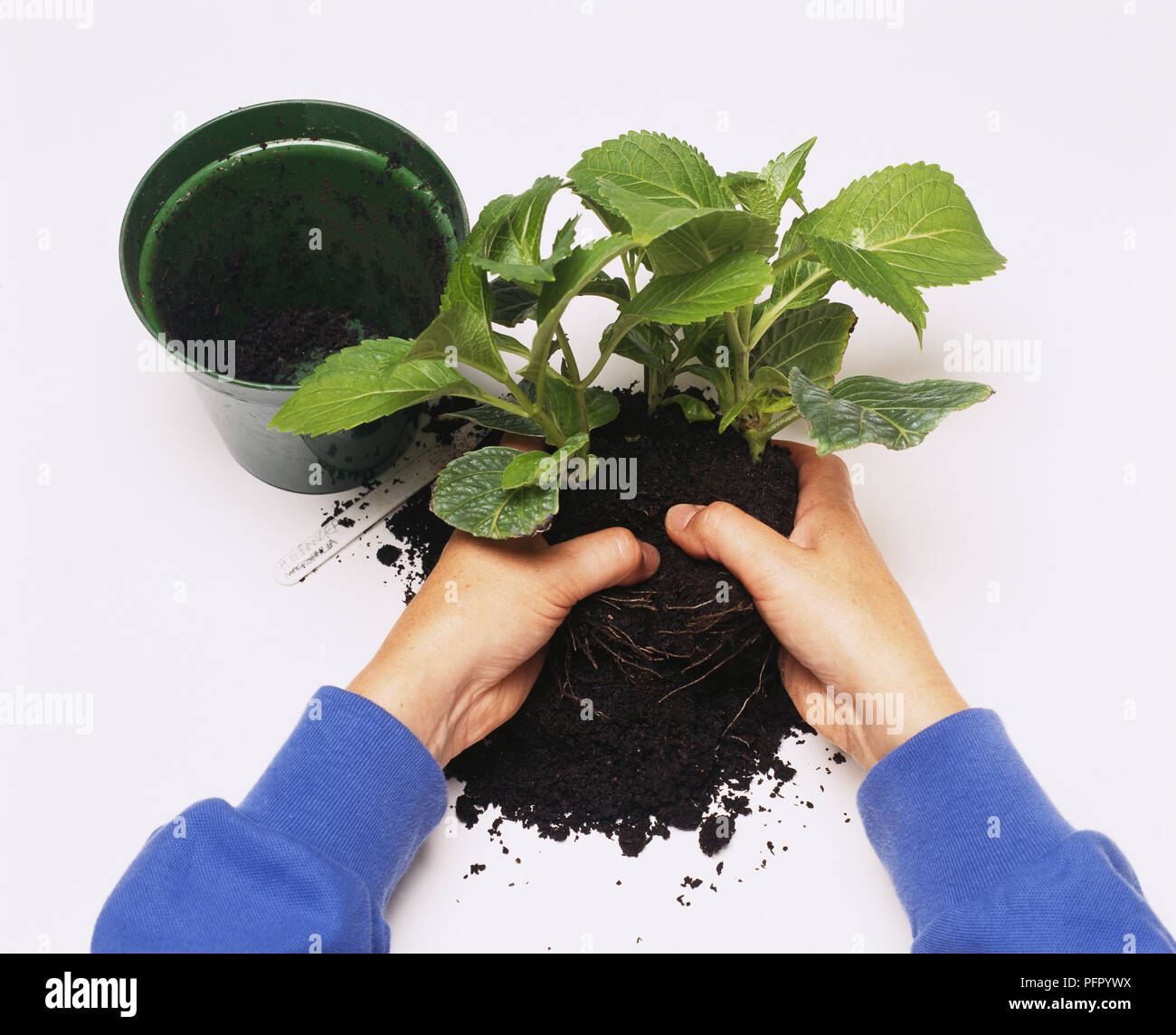 Using hands to separate roots of hydrangea macrophylla to pot ...