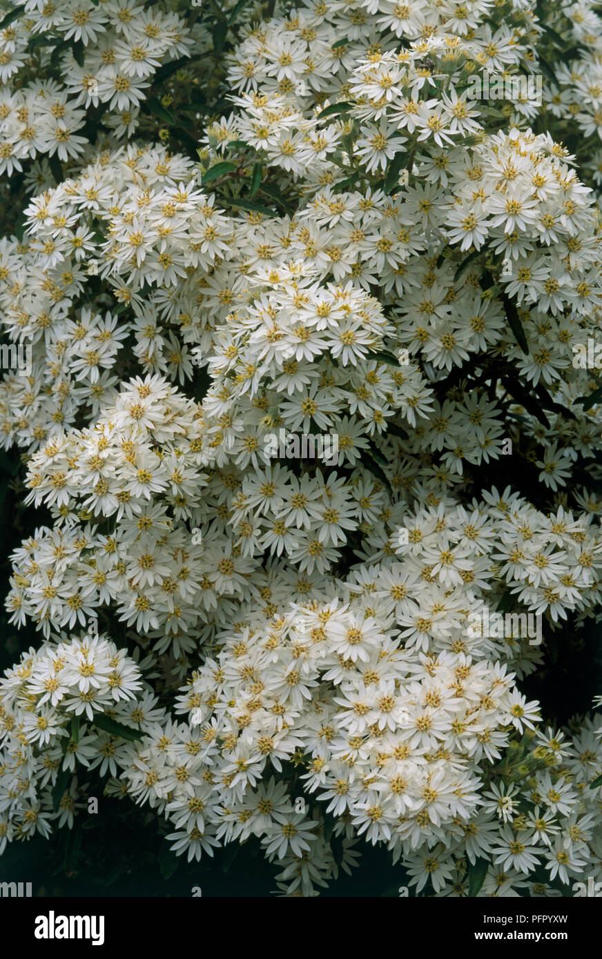 Clusters of Olearia x scilloniensis (Daisy Bush) white flowers, yellow at centre, close-up Stock Photo