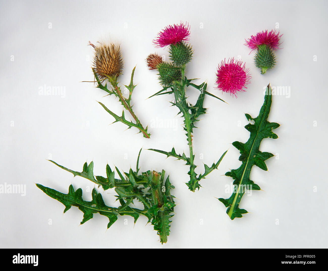 Cirsium vulgare (Spear thistle), leaves and pink flowers Stock Photo