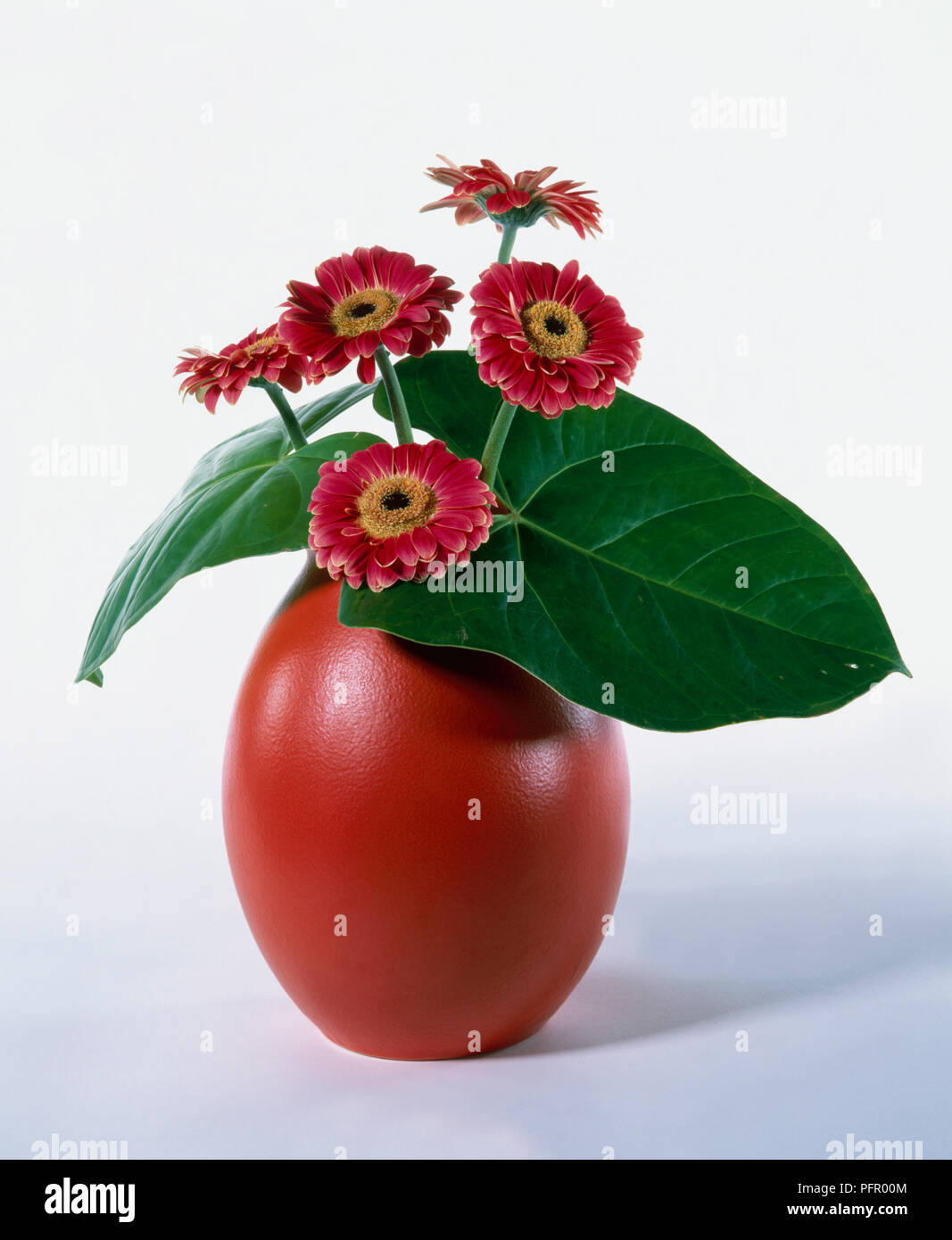 Red Gerbera flowers with large green anthurium leaves in red vase Stock Photo