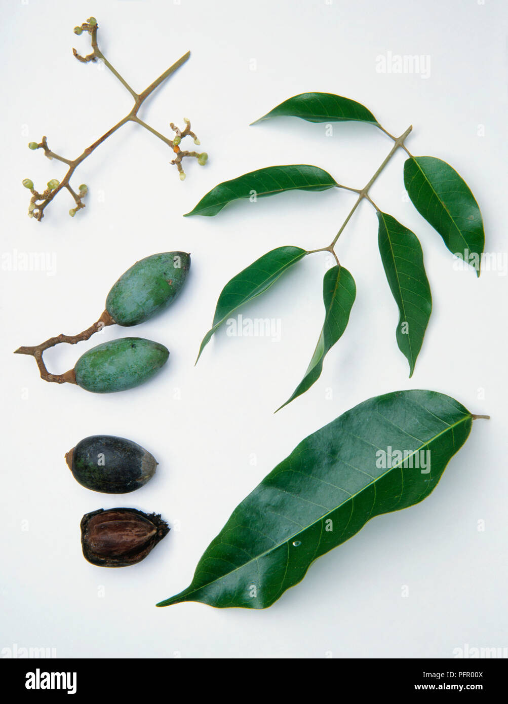 Canarium indicum (Java almond), shiny green leaves on stem, buds, and ripe and immature fruit Stock Photo