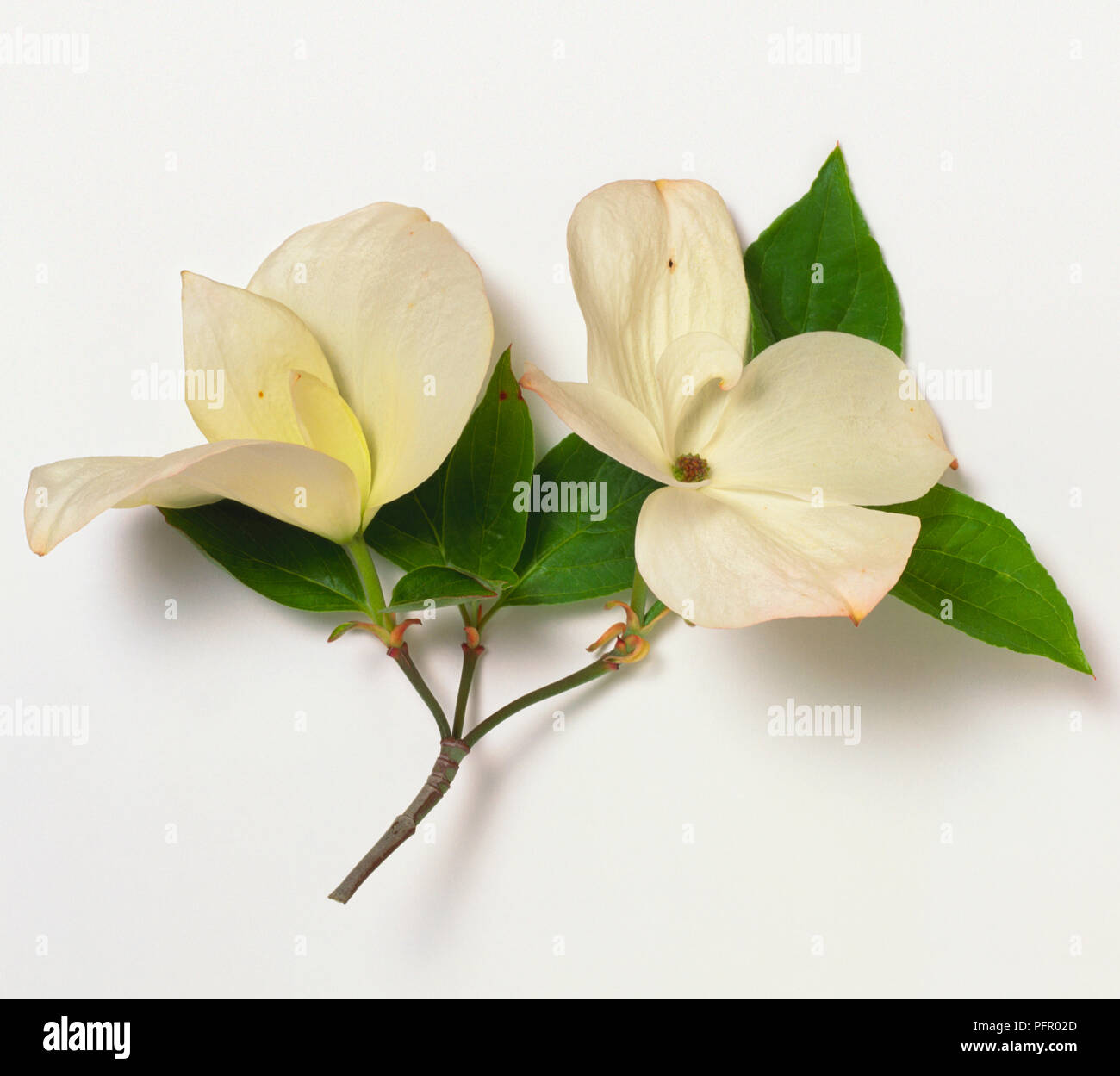 Cornus Eddie S White Wonder High Resolution Stock Photography And Images Alamy