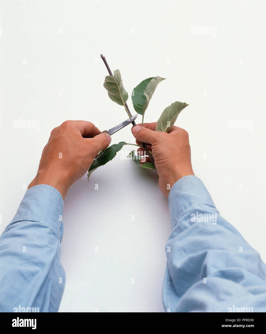 Man using penknife to remove leaf from bud stick during chip budding