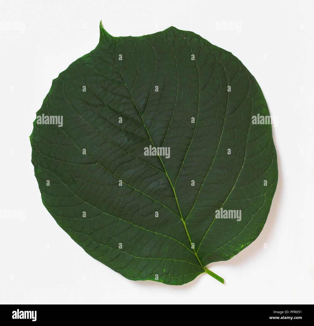 Leaf from Styrax obassia, close-up Stock Photo