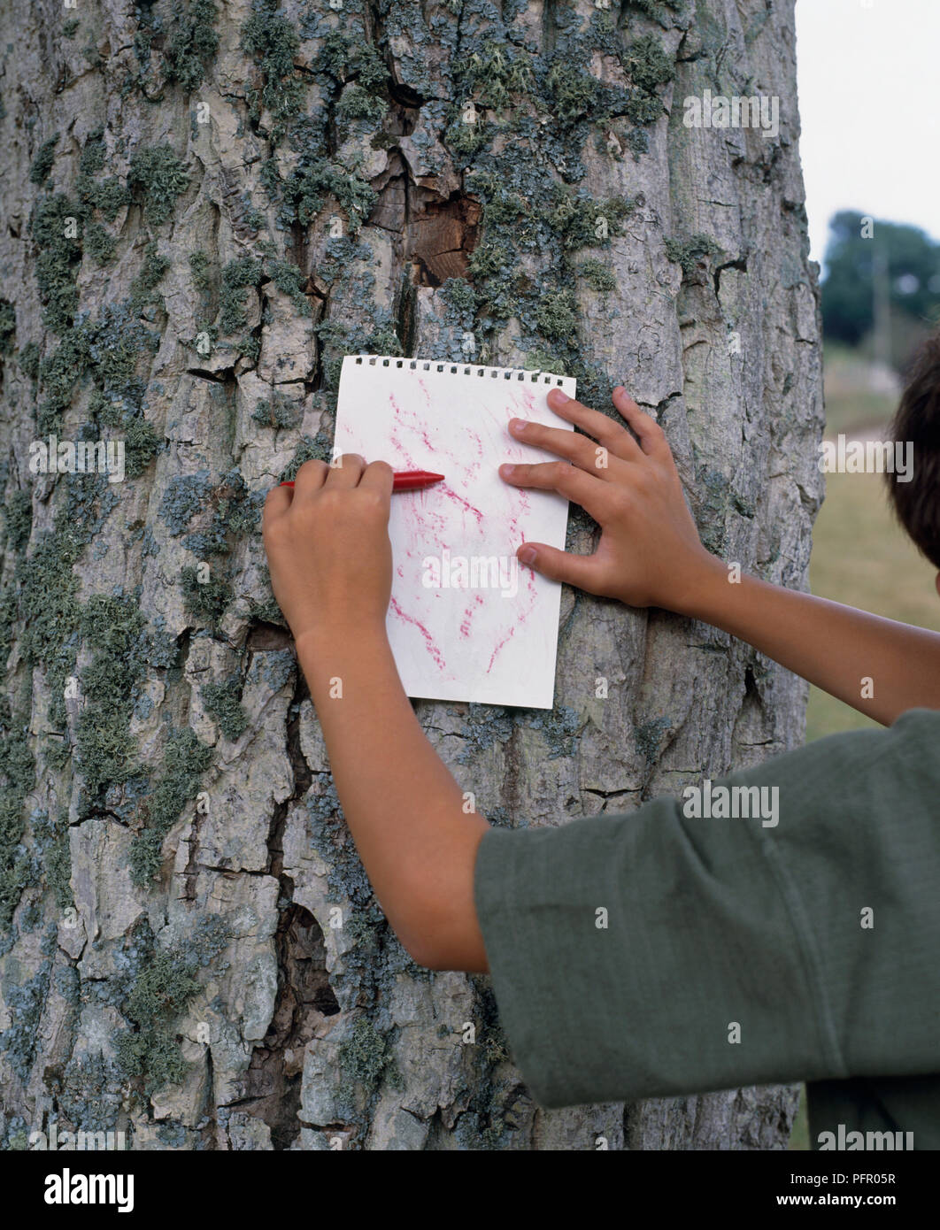 Boy making bark rubbing from old tree trunk on white paper using red