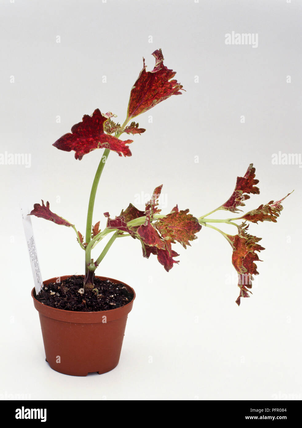 Poor example of Coleus plant showing spindly, unbalanced top-growth, wilting leaves and dry or weed-infested compost Stock Photo