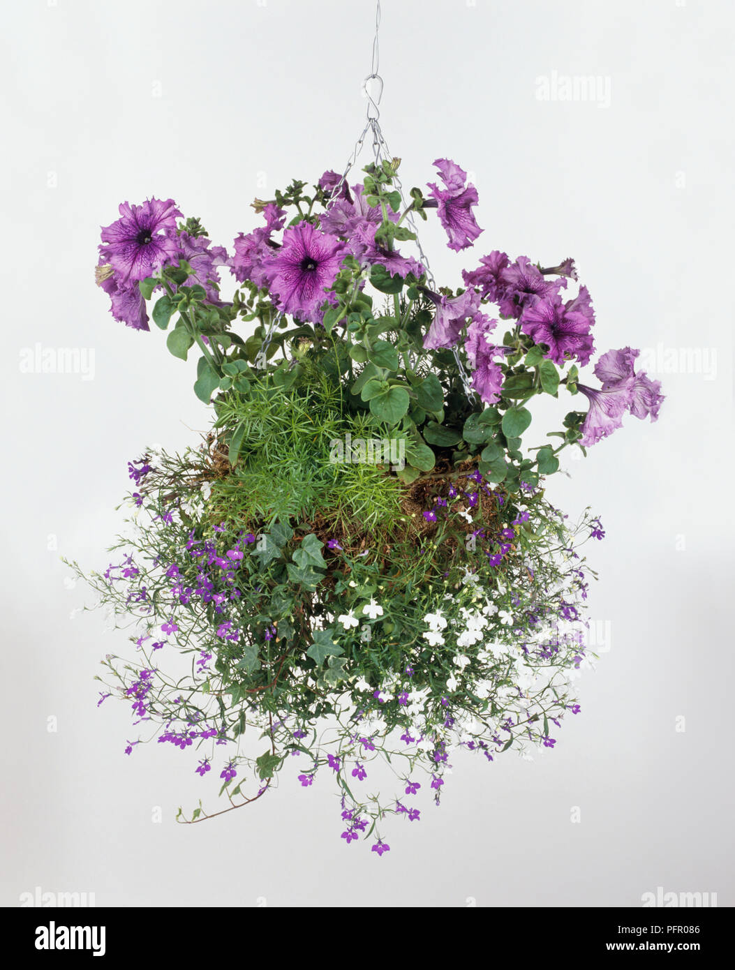 Hanging basket containing Asparagus densiflorus 'Sprengeri' (Asparagus fern), Petunia, Ivy, and
