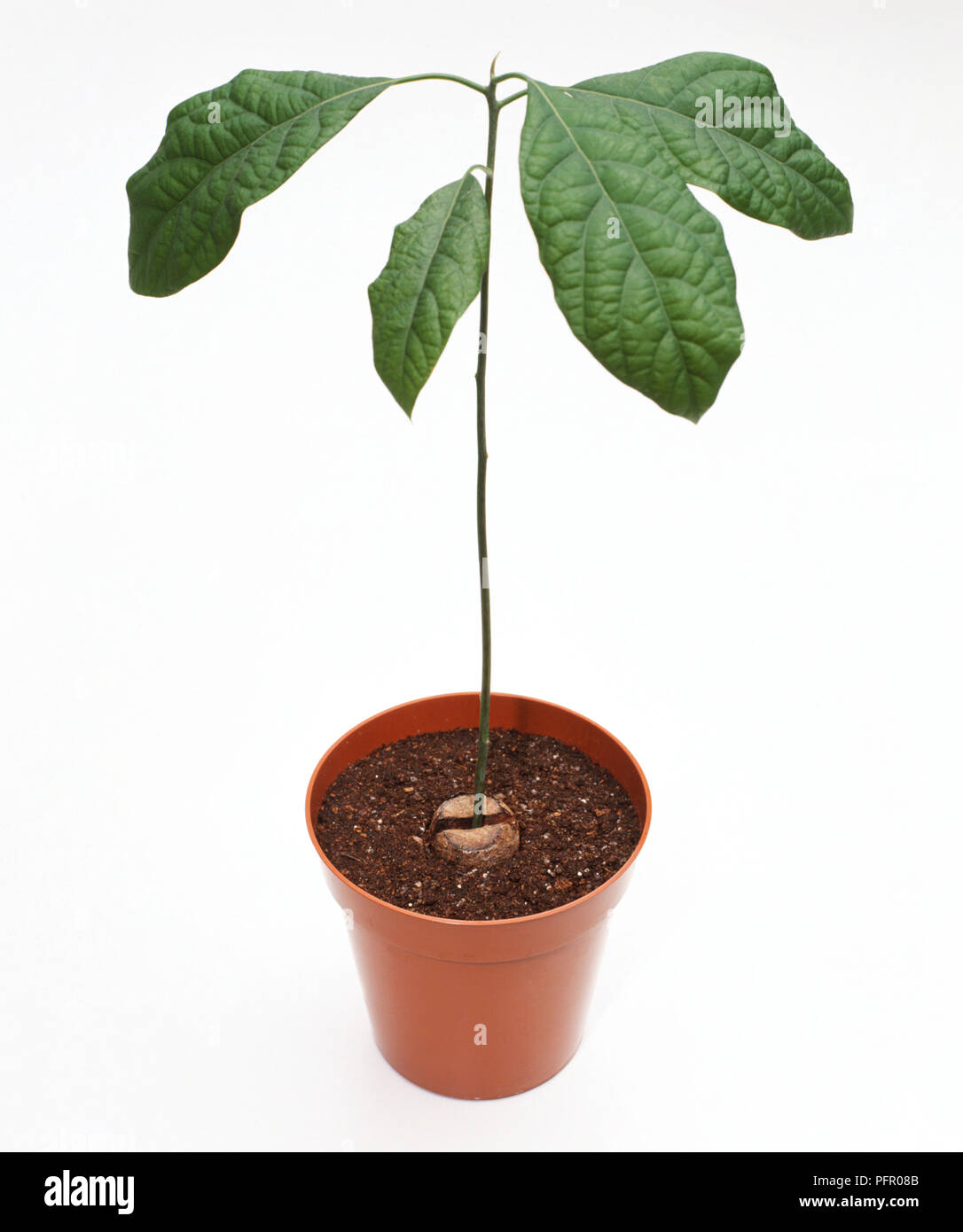 Persea americana (Avocado), seedling in pot Stock Photo
